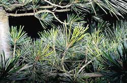 - Holzkunde - Holzart - Zirbelkiefer