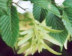 Hain - oder Weibuche