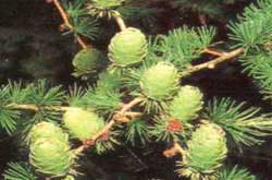 - Holzkunde - Holzart - Lrche