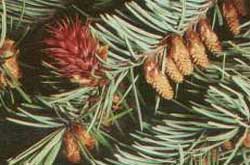 - Holzkunde - Holzart - Douglasie