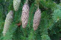 - Holzkunde - Holzart - Fichte