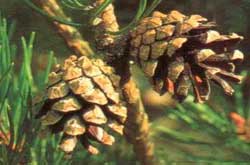 - Holzkunde - Holzart - Kiefer