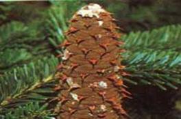 - Holzkunde - Holzart - Tanne